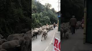 Пробка на дорогах в Индии. Движение автомобилей встряло. Выпас барашков / Traffic jam in India