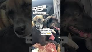 Новая машина #деревенскаяжизнь #собаки #семья #dog #дом #авто ￼