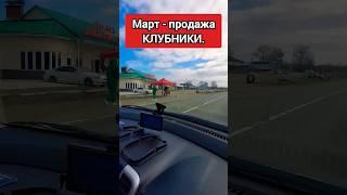 Клубника в марте. Краснодарский край.