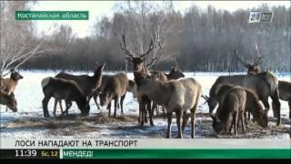 Бешеные лоси атакуют автомобили в Костанайской области