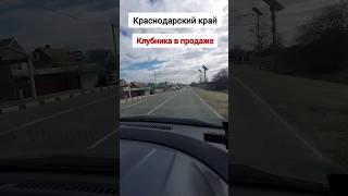 Торговля на трассе клубникой. Март. Краснодарский край.