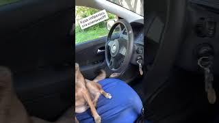 Веселая компания на авто #деревенскаяжизнь #семья #собаки #dog #дом #авто