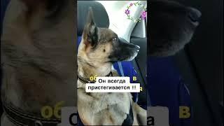 Пассажир #деревенскаяжизнь #семья #dog #собаки #дом #авто