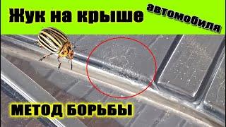 Жук на крыше автомобиля | Методы борьбы | Коррозия возле лобового стекла