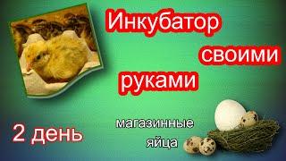 Эксперимент по Выведению Цыплят из Магазинных ЯИЦ. 2 часть / В инкубаторе своими руками.