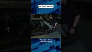 Собака в машине - абсурдная защита #авто #угон #угонанет #собака