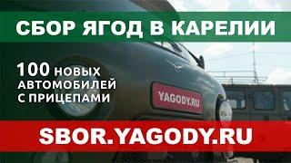 Сбор ягод в Карелии. 100 новых автомобилей для сборщиков ягод!