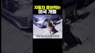 자동차 뜯어먹는 미국 개들